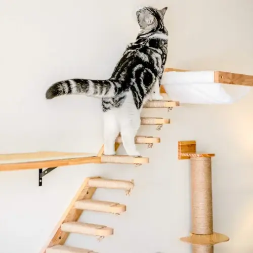 Large cat climbing stairs